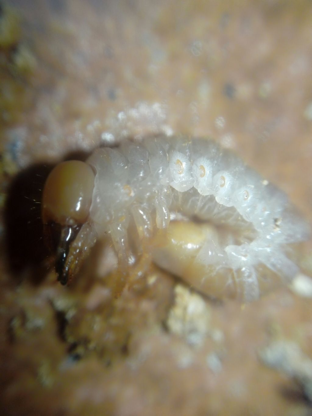 riconoscimento larva:  Dorcus parallelipipedus (Lucanidae)